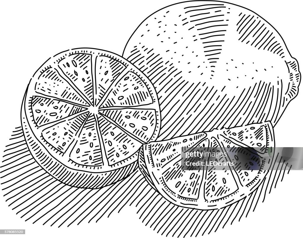 Lime Drawing High-Res Vector Graphic - Getty Images