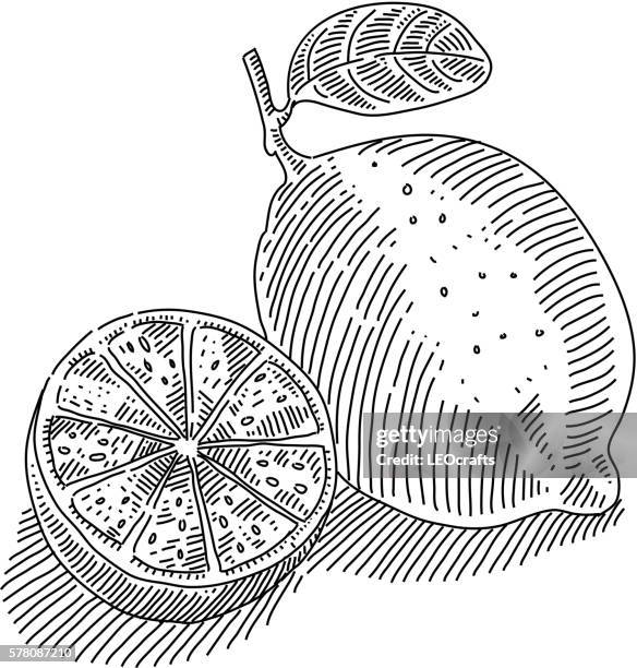 lime and slices drawing - lemon slice white background stock illustrations