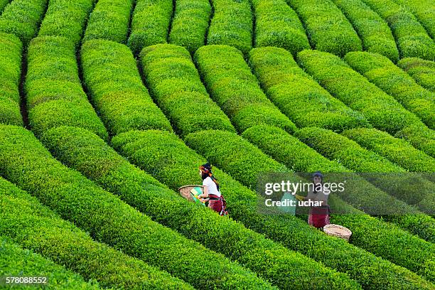 women collecting green tea - plantation tea bildbanksfoton och bilder