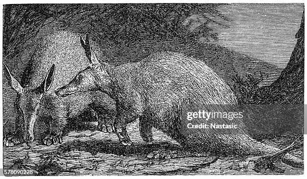 ilustrações de stock, clip art, desenhos animados e ícones de aardvark (orycteropus capensis) - porco formigueiro