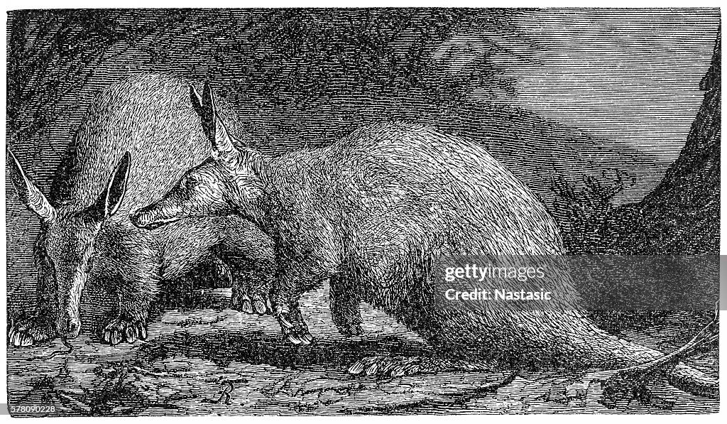 Aardvark (Orycteropus capensis)