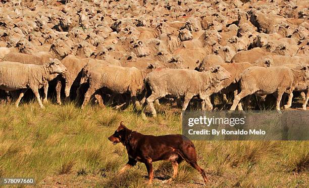 flock of sheep on the move with dogs doing the driving. - rebaño de oveja fotografías e imágenes de stock