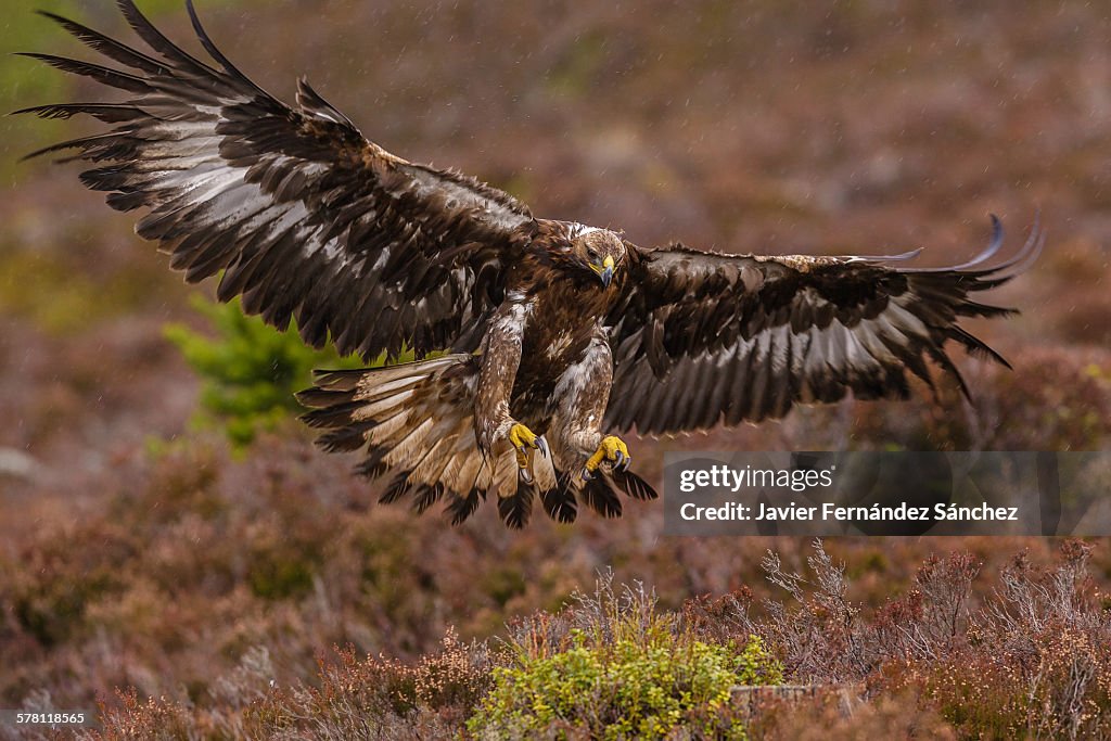 Golden eagle flying in the rain