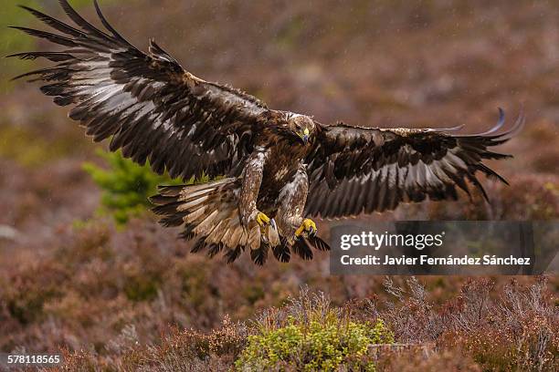 golden eagle flying in the rain - golden eagle scotland stock pictures, royalty-free photos & images