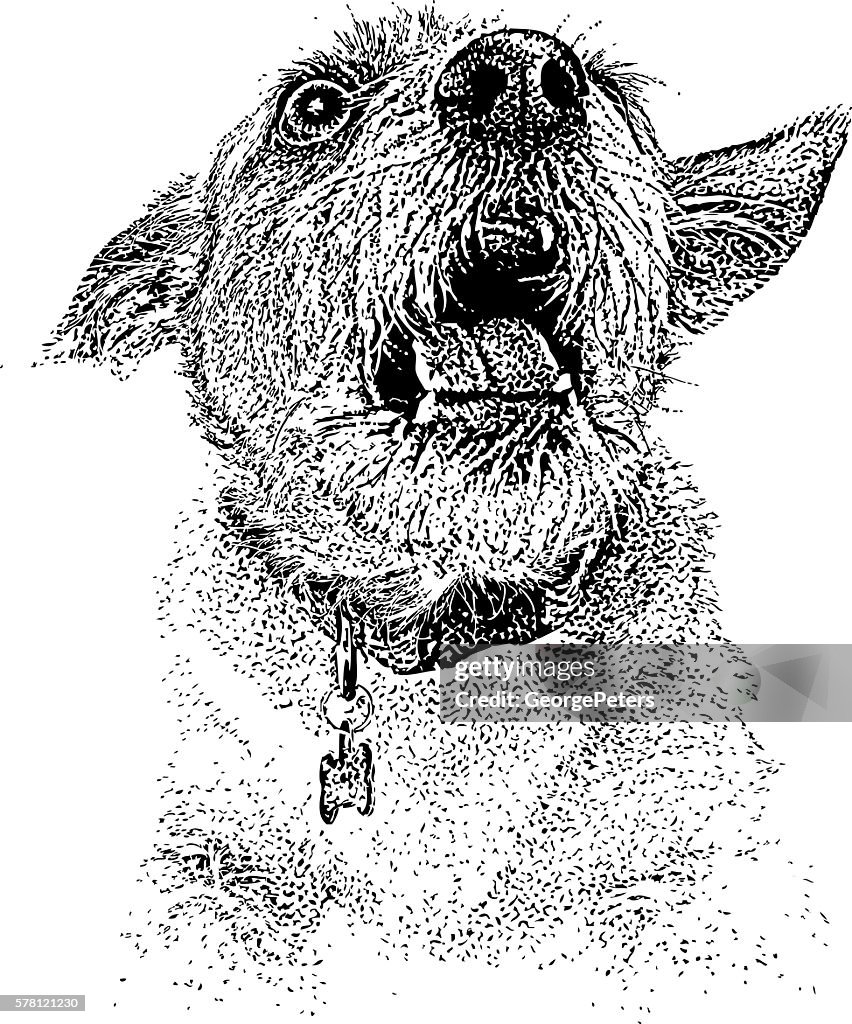Funny Dog Shouting Announcement