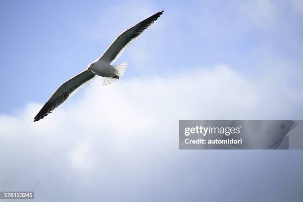 hope - kelp gull stock pictures, royalty-free photos & images