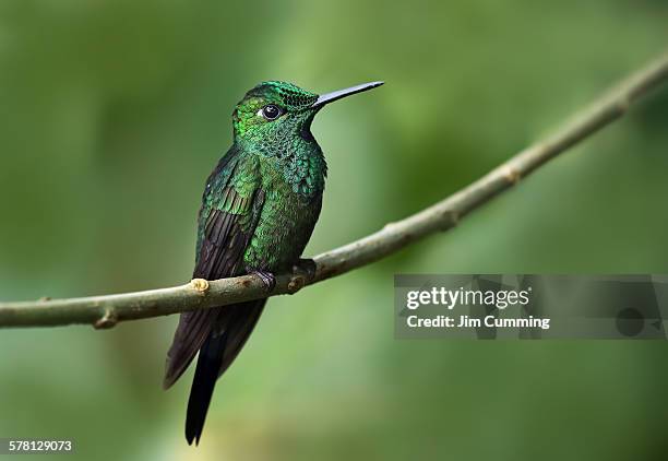 green-crowned brilliant hummingbird - green crowned brilliant hummingbird stock pictures, royalty-free photos & images