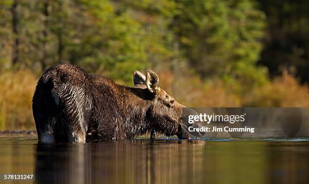 moose in water - canada moose stock pictures, royalty-free photos & images