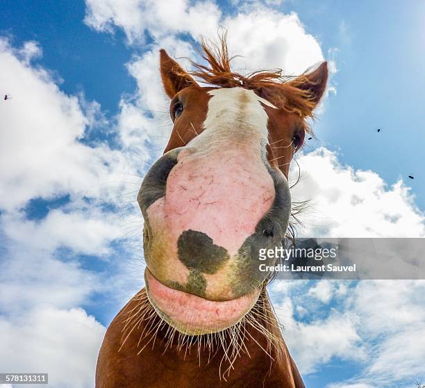 a funny horse - laurent sauvel photos et images de collection