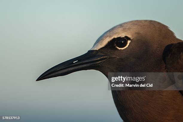 brown noddy - noddy tern bird stock pictures, royalty-free photos & images
