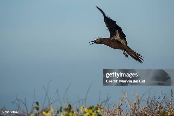 brown noddy - noddy tern bird stock pictures, royalty-free photos & images