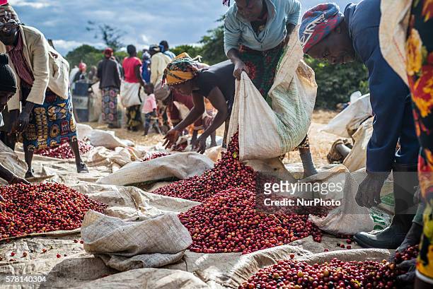 Pickers remove unripe or overripe coffee beans and foreign debris from their daily harvest to prepare it for weighing at the Mubuyu Farm, Zambia....