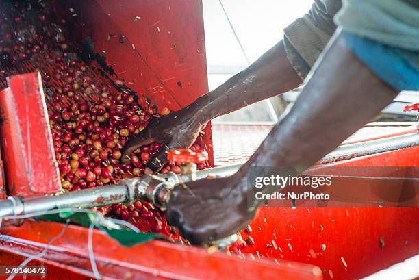 Workers of the Mubuyu Farm, Zambia, use a coffee pulper to remove red skin from coffee beans. The pulp is composted and used as an ecological...