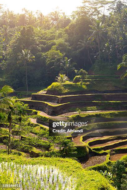 tegalalang terrace rice fields, bali - tegallalang stock pictures, royalty-free photos & images