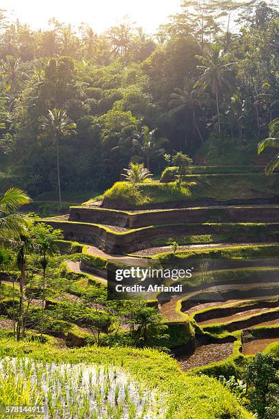 tegalalang terrace rice fields, bali - rice terrace - fotografias e filmes do acervo