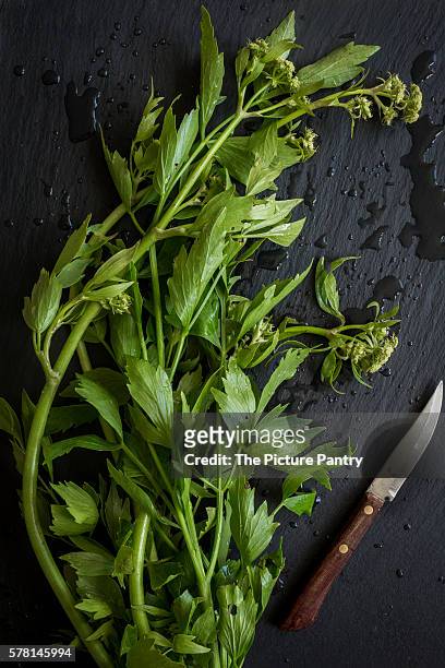 herbs fresh from the market on slate board. top view - knife splash stock-fotos und bilder