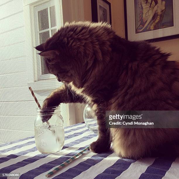 cat with a drink - cat drinking stock-fotos und bilder