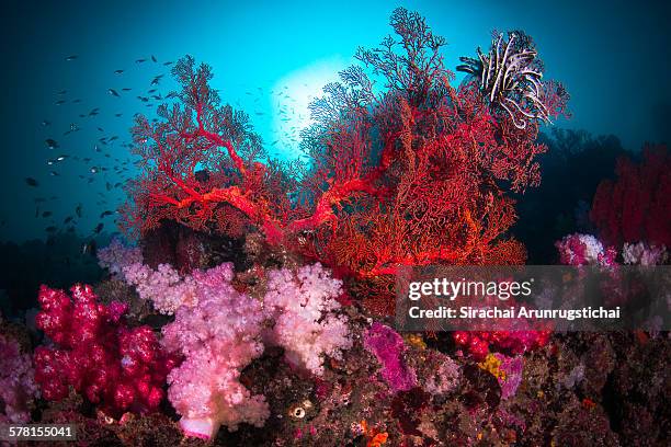 a colourful scene of coral reef - arrecife fenómeno natural fotografías e imágenes de stock