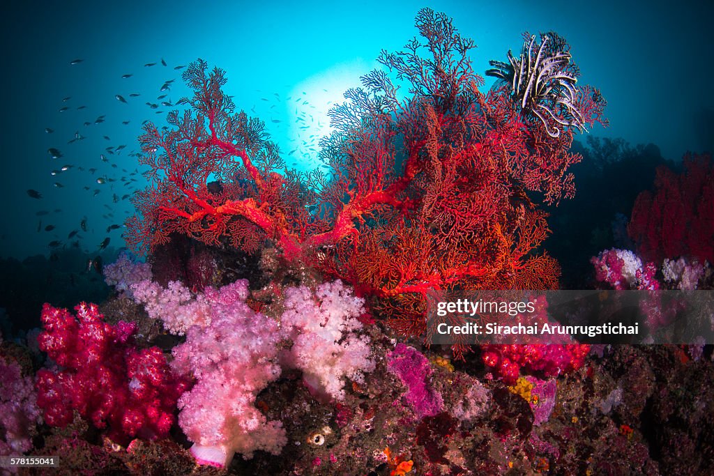 A colourful scene of coral reef