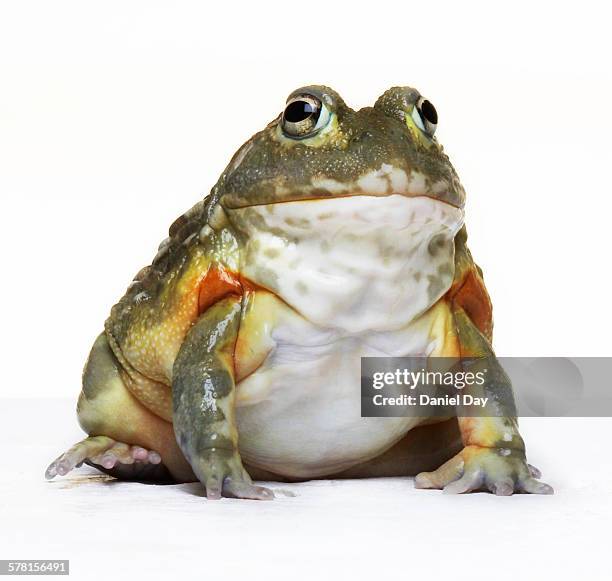 smiling bull frog - giant frog stock pictures, royalty-free photos & images