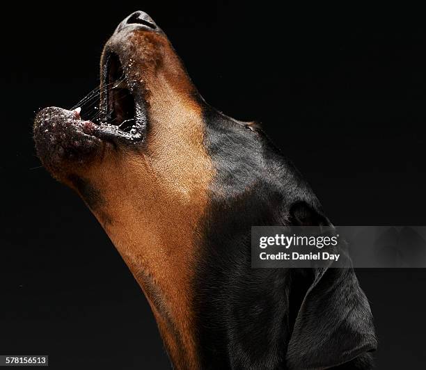 Howling Frenchie Howling Dog Photos and Premium High Res Pictures - Getty Images