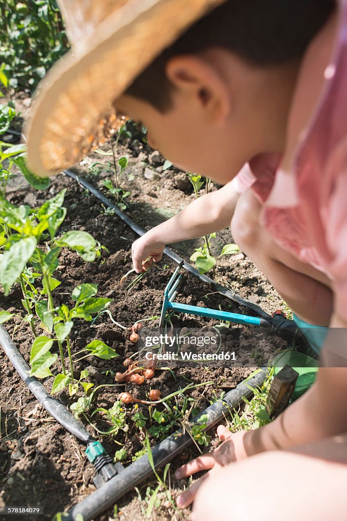 Boy with straw hat planting bulbs in a garden