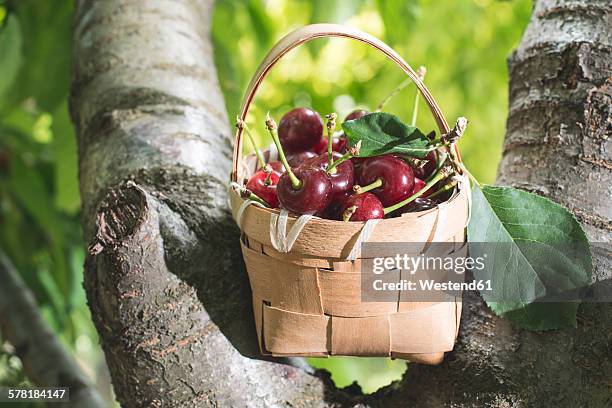 morello cherries in a basket on a tree - sour cherry stock pictures, royalty-free photos & images