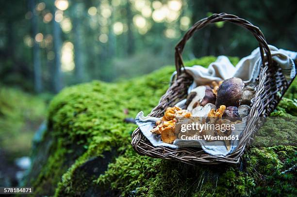 wickerbasket of collected chanterelles and boletuses in a forest - fungo foto e immagini stock