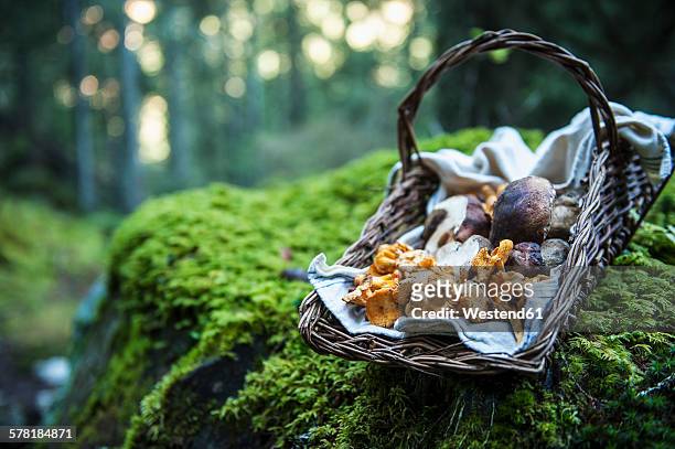 wickerbasket of collected chanterelles and boletuses in a forest - champignons stockfoto's en -beelden