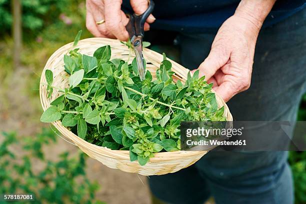 gardner harvesting oregano in a herb garden - oregano stock-fotos und bilder