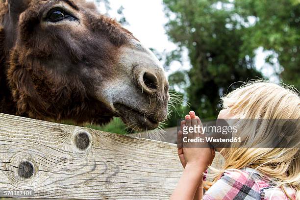 greece, corfu, girl watching donkey - asino animale foto e immagini stock