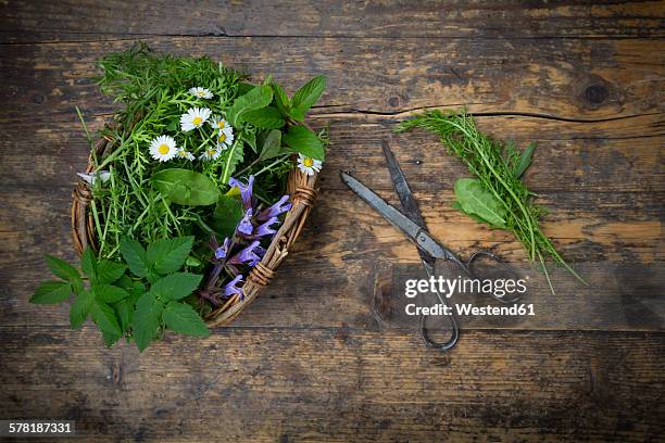 wickerbasket of different wild herbs and edible flowers - plantago lanceolata stock pictures, royalty-free photos & images