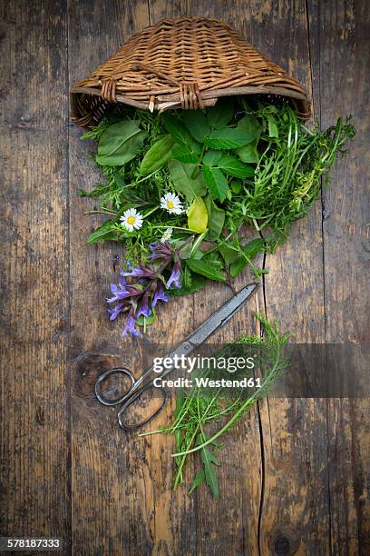 wickerbasket of different wild herbs and edible flowers - plantago lanceolata stock pictures, royalty-free photos & images