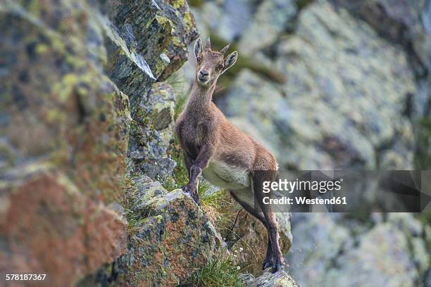switzerland, lac de cheserys, alpine ibex on a rock - ibex 個照片及圖片檔