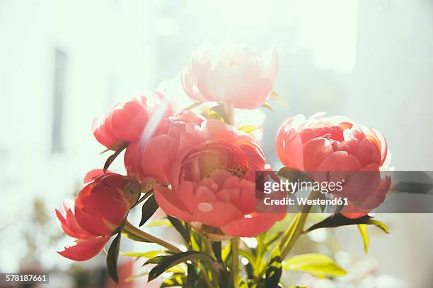 close up of peonies - back lit flower stock pictures, royalty-free photos & images