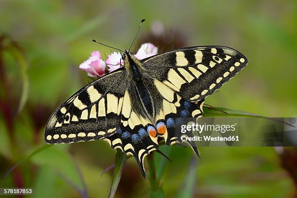 swallowtail - farfalla a coda di rondine foto e immagini stock