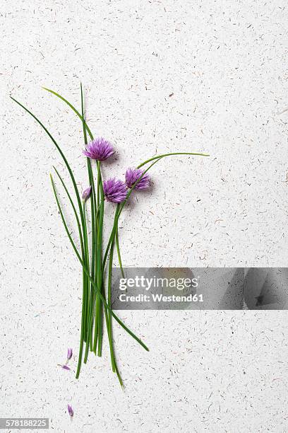 chive, flowering, alium schoenoprasum - alium stockfoto's en -beelden