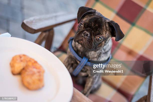 pug starring at barbecue beef on a plate - perro faldero fotografías e imágenes de stock