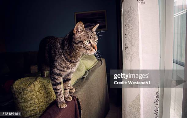 tabby cat standing on backrest of couch looking through window - domestic cat standing stock pictures, royalty-free photos & images