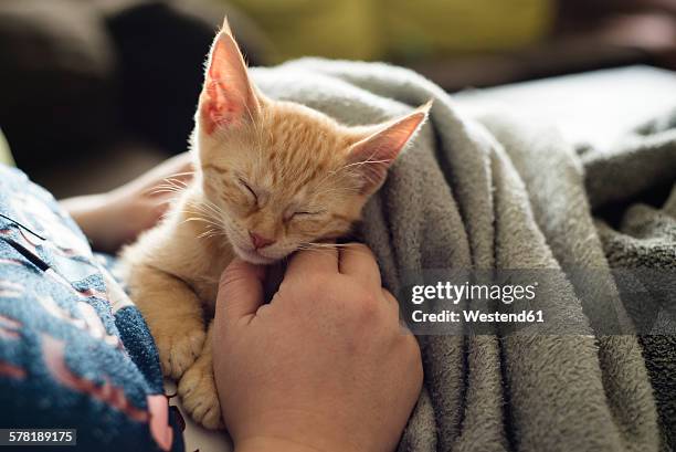 woman's hand stroking tabby kitten - op schoot stockfoto's en -beelden