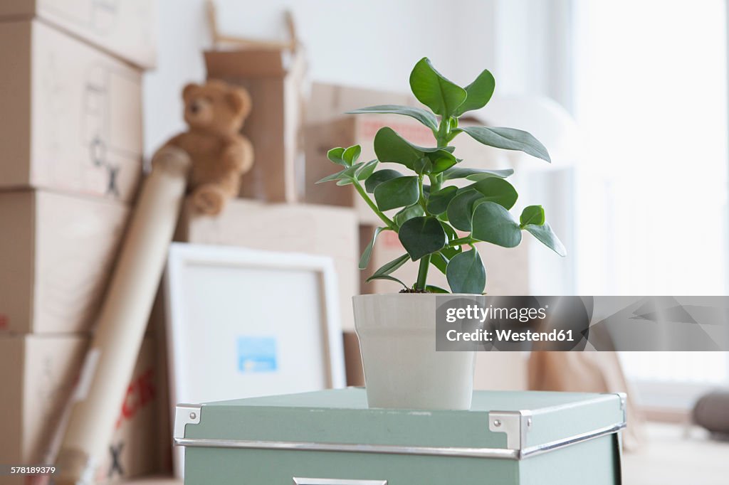 Piled cardboard boxes in flat, potted plant in foreground