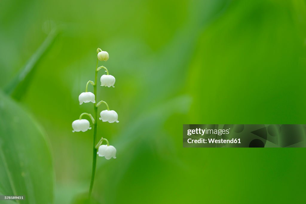 Lily of the Valley