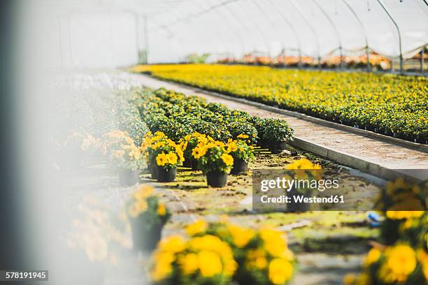 flowers in greenhouse of a nursery - gärtnerei stock-fotos und bilder