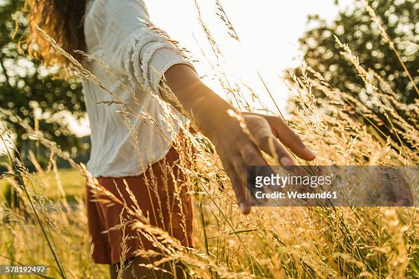 woman touching tall grass in field - sensory perception stockfoto's en -beelden