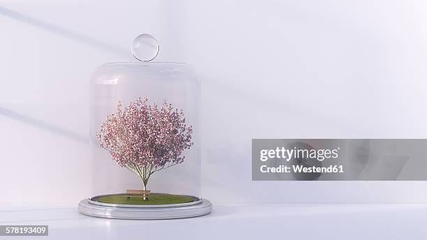 japanese blooming cherry and a bench under bell jar, 3d rendering - miniture tree stock illustrations