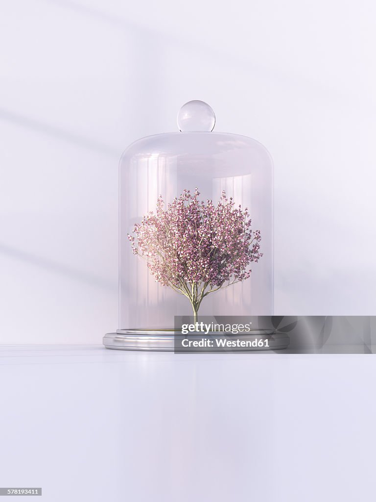 Japanese blooming cherry under bell jar, 3D Rendering