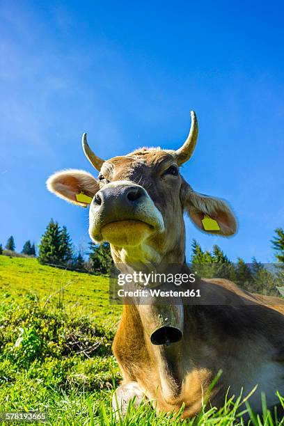 germany, bavaria, allgaeu, cattle, dairy cow, portrait - cowbell stock pictures, royalty-free photos & images