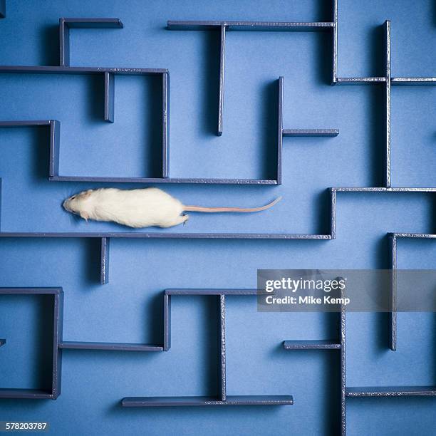 Mouse Maze Math 78 Mouse Maze Stock Photos, High-Res Pictures, and Images - Getty Images