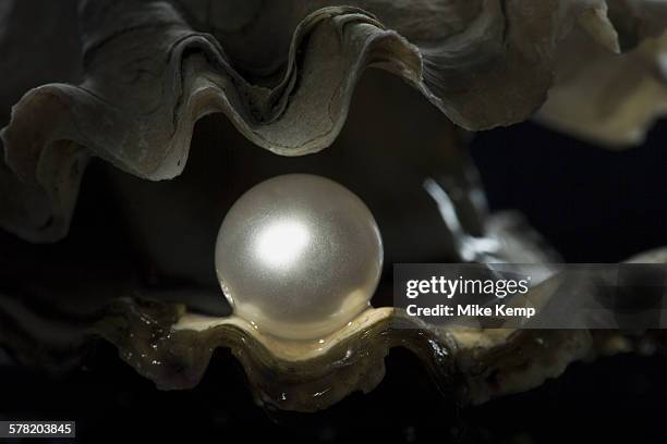 close-up of a globe in an oyster - muschel close up studioaufnahme stock-fotos und bilder