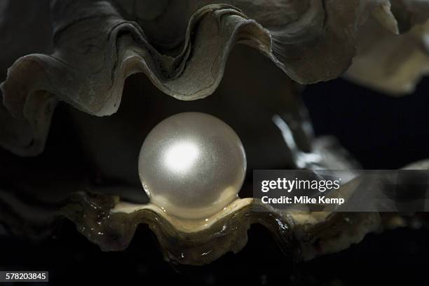 close-up of a globe in an oyster - pearl jewellery stock pictures, royalty-free photos & images